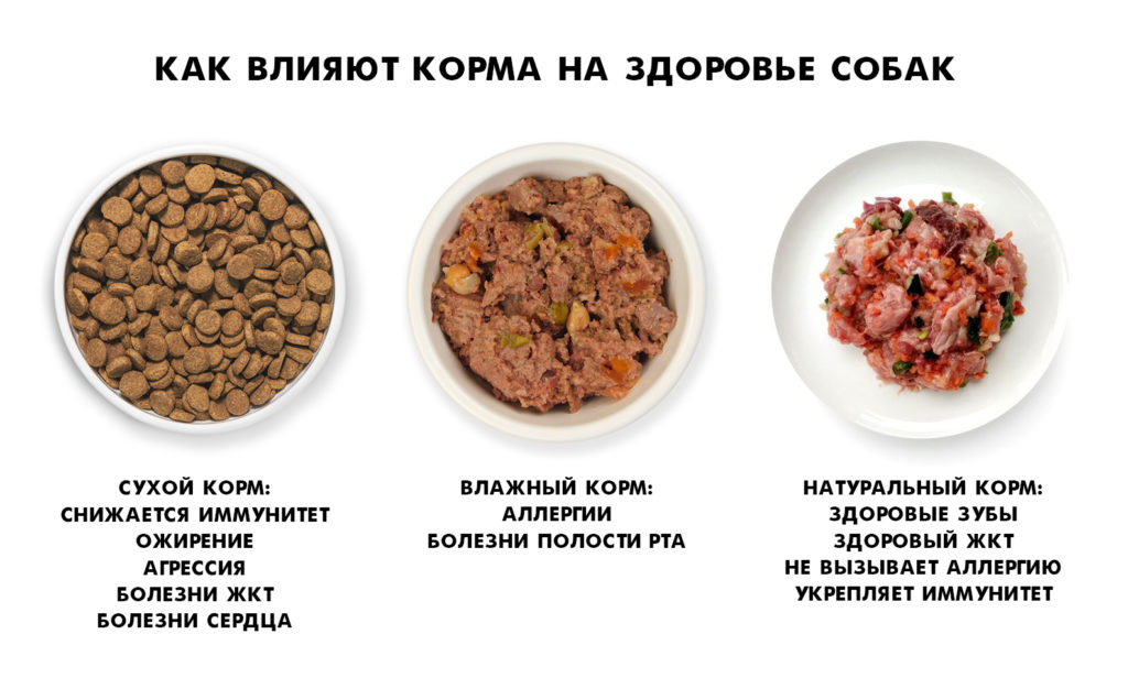 Как корма влияют на здоровье собак