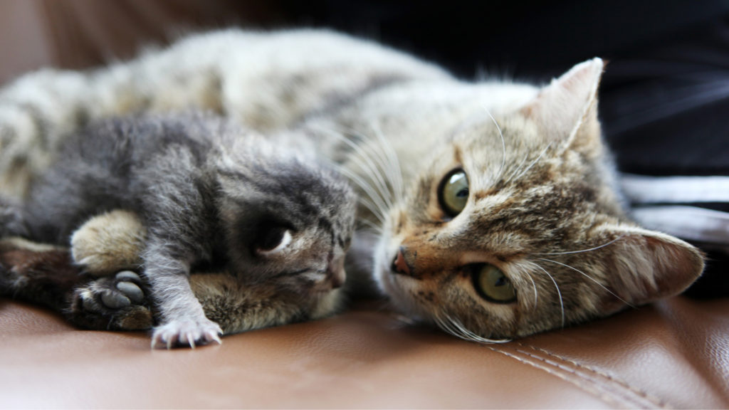 кошка родила котят
