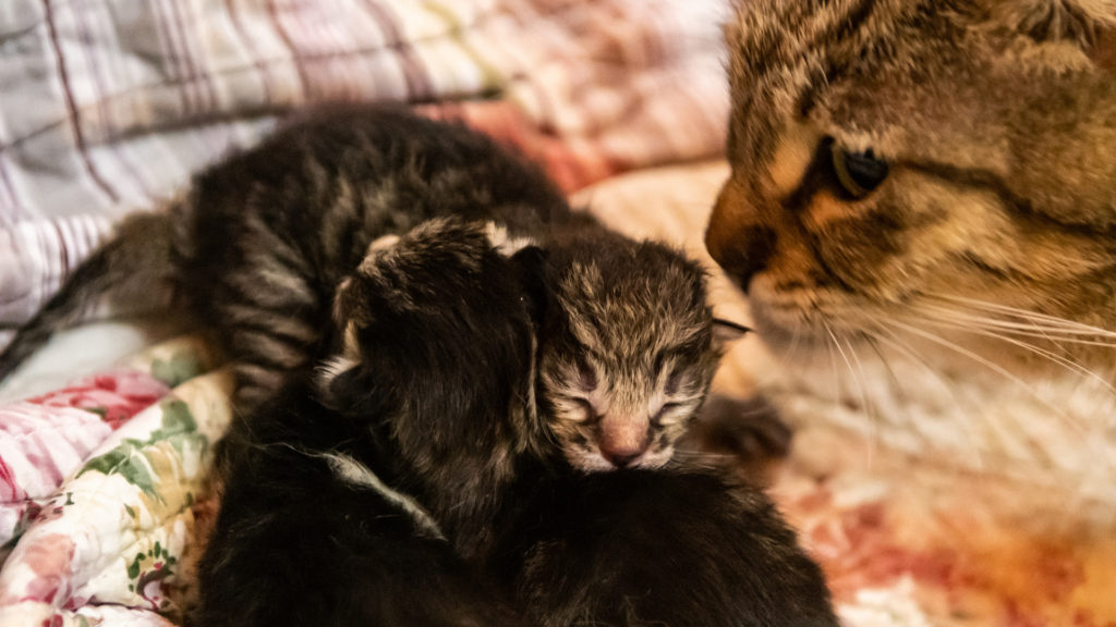 кошка с новорожденными котятами
