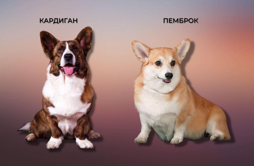 отличие корги кардиган и пемброк заключается в окрасе и размере